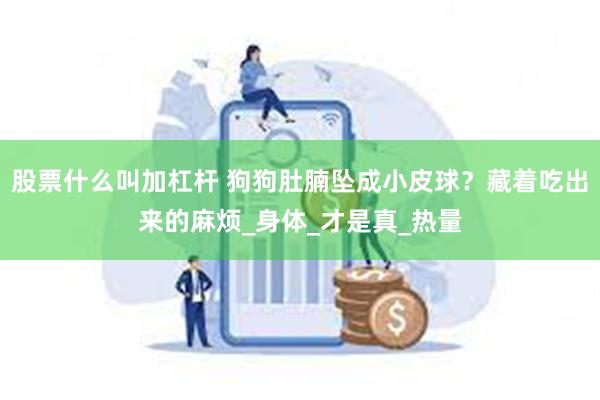 股票什么叫加杠杆 狗狗肚腩坠成小皮球？藏着吃出来的麻烦_身体_才是真_热量